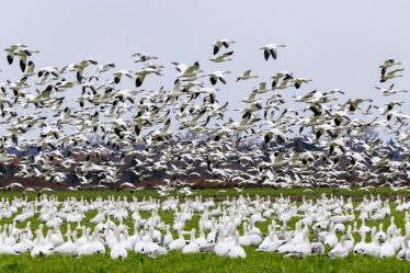 Why 90% of CRM Migrations Fail and How to Save Yours Before It Starts