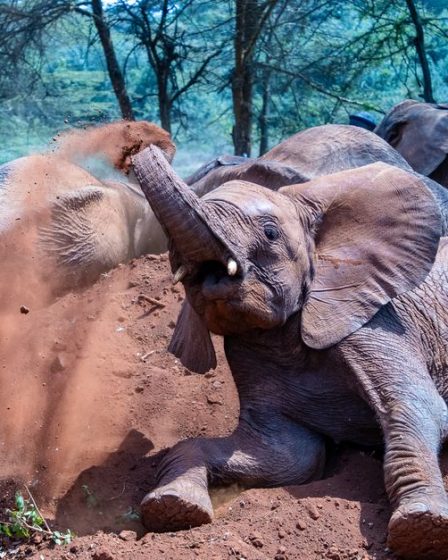 Drunk Elephant Protini Polypeptide Cream Review: Mature Skin Verdict (2026) Drunk Elephant Protini Polypeptide Cream Review: Mature Skin Verdict (2026)