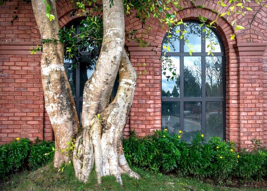 A twisted tree trunk stands in front of a red brick wall with windows, surrounded by green plants.