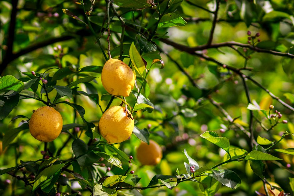 Close-up of vibrant lemons hanging on a tree in Onomichi, Japan, showcasing nature's beauty.