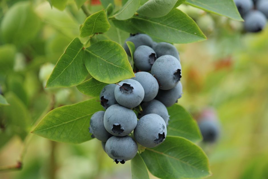 A close-up shot of ripe blueberries on a bush with lush green leaves. Nature's bounty.